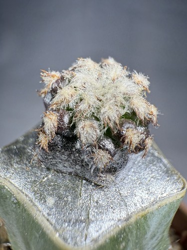 Discocactus horstii