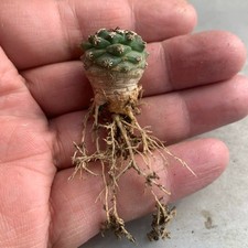 Pianta cactus succulenta - pianta, di
