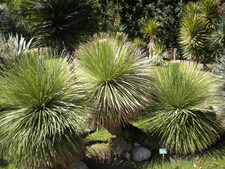 Dasylirion serratifolium -