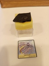 Fossile Di Graptolite 450