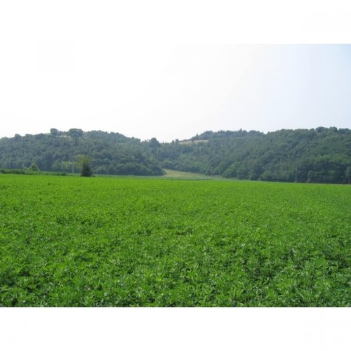 Semi erba medica - di,