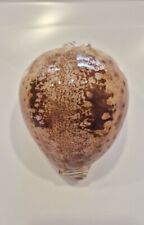 CYPREA VALENTIA     RARE SHELL