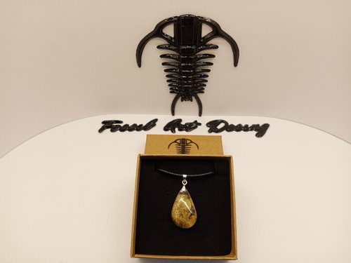 Fossil shell pettine - fossil,