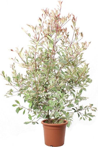 Photinia fraseri pink - fraseri, 'pink