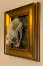 Cornice 900 con Teschio di Lupo da ritrovamento boschivo horror Made in italy