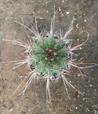 MELOCACTUS ERYTHRACANTHUS -