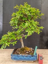 bonsai  olmo cinese  h 41 cm