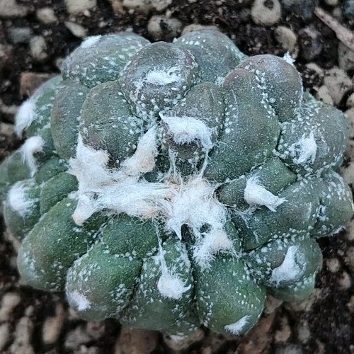 Astrophytum asterias kikko - asterias, cv.