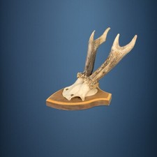 196CA Trofeo di capriolo 