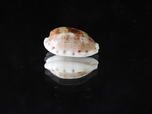 Sea shell cypraea - cypraea, pellucens