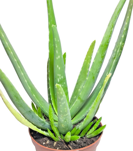 Aloe vera piante - aloe,