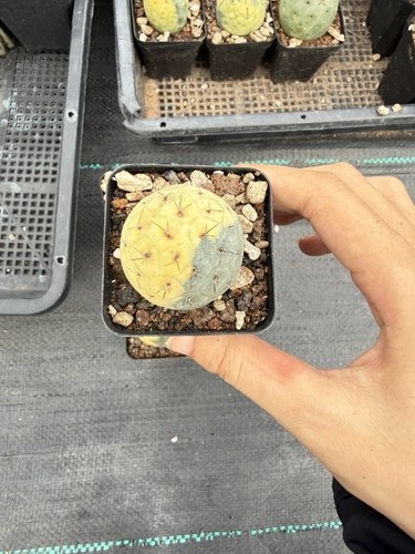 Tephrocactus geometricus - tephrocactus,