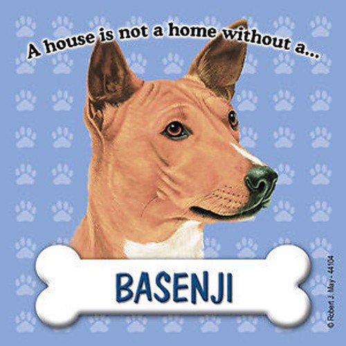 Calamita basenji casa non - basenji,