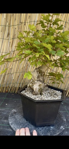 Pre bonsai acero - pre,