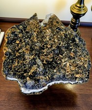 Turritella Agata Fossile