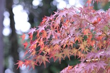 [Testato! N MINT-] Canon EF 75-300mm f/4-5.6 IS USM Teleobiettivo Zoom JP...