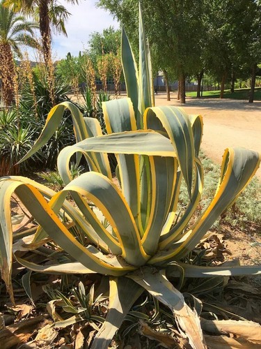 Agave americana marginata - americana,