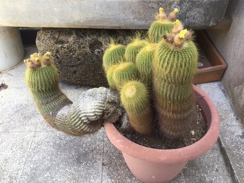 Cactus notocactus - (parodia, )