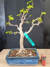 bonsai di gelso h 44 cm visita