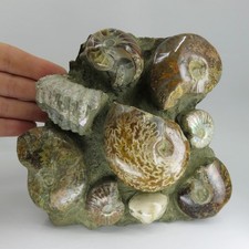 Minerali *** GRUPPO di AMMONITI e CONCHIGLIE FOSSILI Madagascar