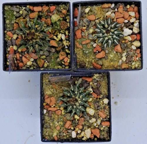 Cactus ariocarpus - cactus,