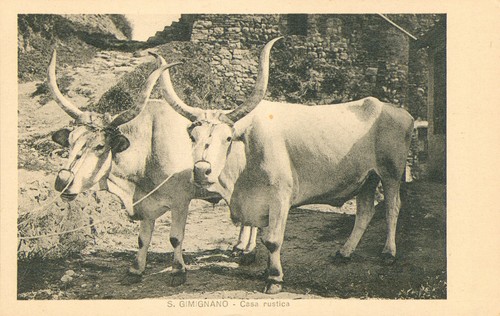 Italia bovini - italia,