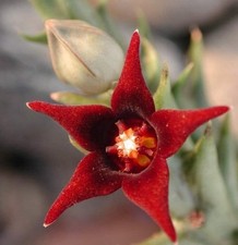 Orbea Semitubiflora 3.5"