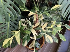 Pianta di Philodendron Florida