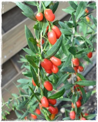 Pianta goji rosso lycium - di, 'lycium