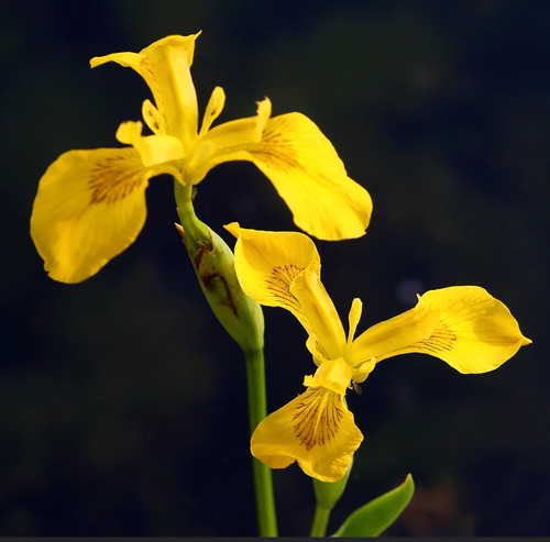 Iris pseudacorus 10cm - ,
