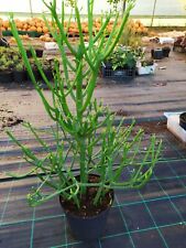 Euphorbia Tirucalli L.conosciuta anche come albero delle matite altezza 60 ×25