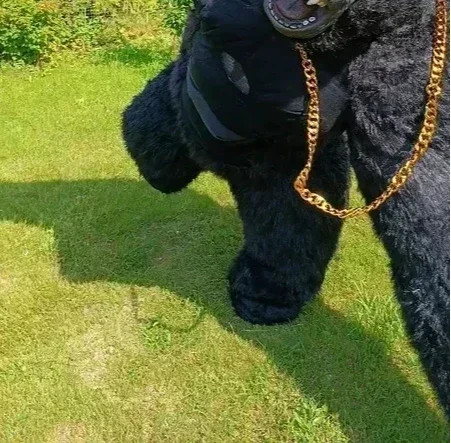 Costume mascotte gorilla