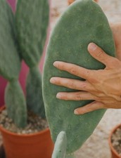 Pianta fico india senza - pianta,