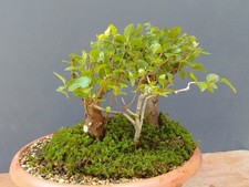 Pre Bonsai Carpino Nero 25x17cm In Vaso  Yamadori Pianta Da  Interno Esterno💯💯
