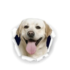 Adesivo per auto, 25 cm