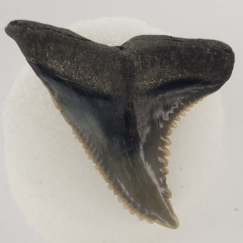Hemipristis serra dente - hemipristis, 1,30"