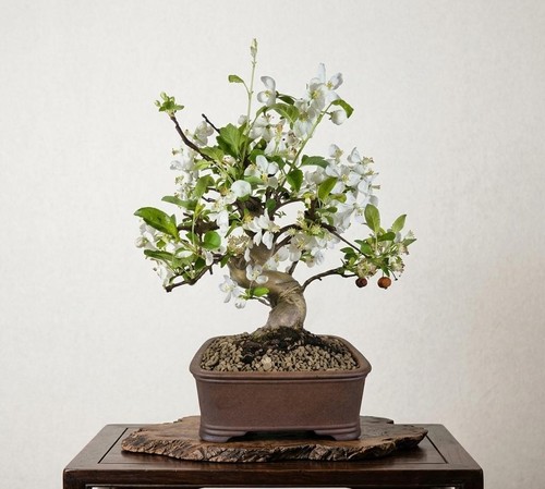 Bonsai melo - bonsai, di