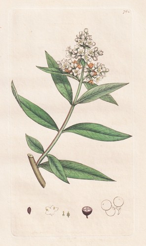 Ligustrum volgare ligustro