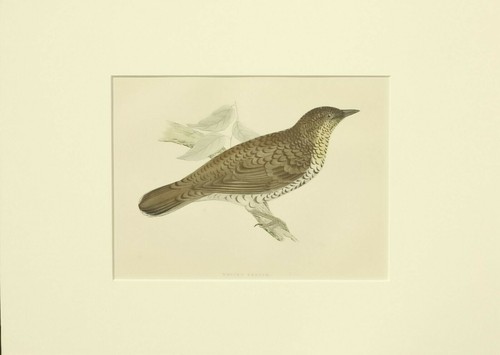 Ornitologia tordo stampa 1872 - ornitologia,