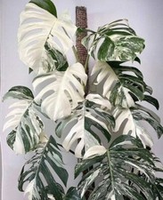 80001674 Monstera Deliciosa