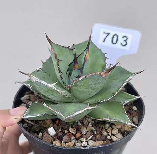 1pcs pot14cm rare cacti - rare, agave