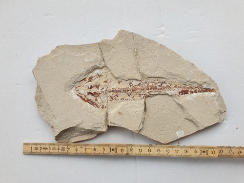 Eurypholis boisseri raro - -,