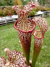 *RARE* sarracenia leucophylla