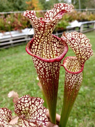 Rare sarracenia leucophylla - sarracenia,