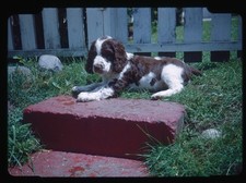 Red Boarder Adorabile Cucciolo