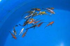 20 x 2-3" Butterfly Koi Carp