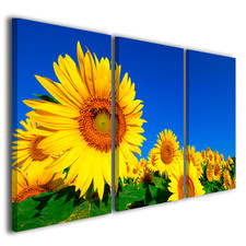 Quadri moderni fiori girasole