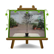 Olivi Leccino pianta da frutto