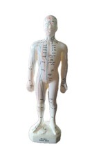 Modello Di Agopuntura Del Corpo Umano Punti Meridiani Portatili