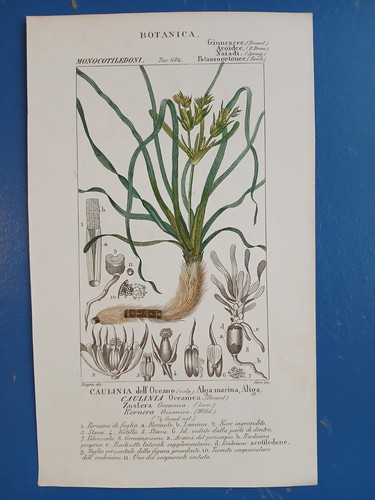 Botanica caulinia - botanica,